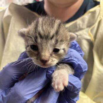 Victoria -  Domestic Short Hair Cat for Adoption in Salt Lake City, Utah - Victoria | PetCurious