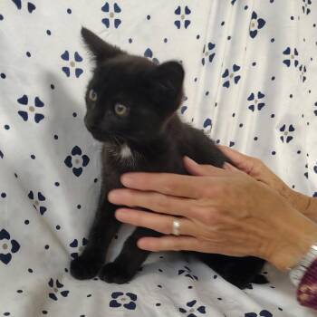 Acres -  Domestic Short Hair Cat for Adoption in Coos Bay, Oregon - Acres | PetCurious