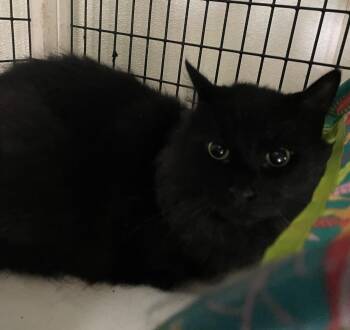 Tiberius -  Domestic Long Hair Cat for Adoption in Fort Worth, Texas - Tiberius | PetCurious