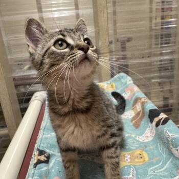 Rescue Domestic Short Hair Cats for Adoption in Logan, Ohio - Bunny | PetCurious