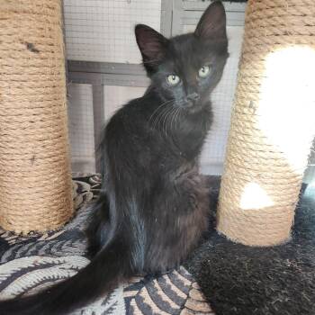 Kiwi -  Domestic Medium Hair Cat for Adoption in Villa Park, California - Kiwi | PetCurious