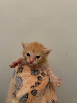 Bugaboo -  Domestic Short Hair Cat for Adoption in Gainesville, Florida - Bugaboo | PetCurious