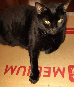 The Cats -  Domestic Short Hair Cat for Adoption in Maryville, Tennessee - The Cats | PetCurious