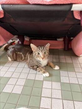 CINNAMON -  Domestic Short Hair Cat Available for Adoption in Loveland, Colorado - CINNAMON | PetCurious