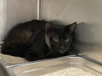 Domestic Short Hair Cats Available for Adoption in Tustin, California - ROCKY | PetCurious