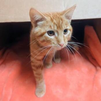 Drew -  Domestic Short Hair Cat for Adoption in Springfield, Illinois - Drew | PetCurious