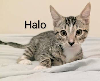 Halo -  Domestic Short Hair Cat for Adoption in Fort Myers Beach, Florida - Halo | PetCurious