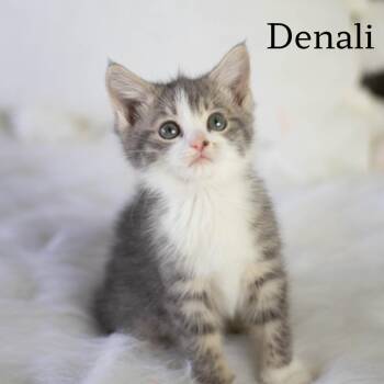 Manx and Domestic Short Hair Cats Available for Adoption in Brownsboro, Alabama - Denali | PetCurious