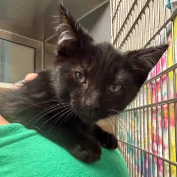 Robin -  Domestic Short Hair Cat for Adoption in Fairport, New York - Robin | PetCurious