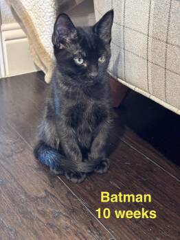 Domestic Short Hair Cats Available for Adoption in Frisco, Texas - Batman L | PetCurious