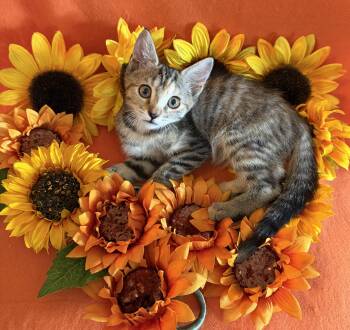 Juniper -  Domestic Short Hair and Tiger Cat for Adoption in Lake Monroe, Florida - Juniper | PetCurious