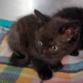 Sativa -  Domestic Short Hair Cat for Adoption in Fort Bragg, California - Sativa | PetCurious