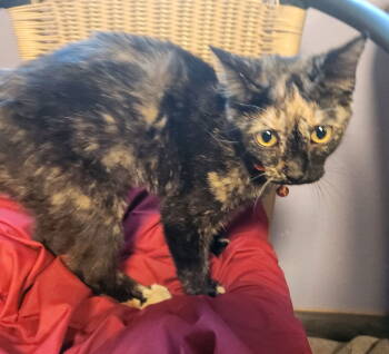 Rescue Domestic Short Hair Cats for Adoption in Crossville, Tennessee - Addison Lou | PetCurious