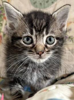 Pongo -  Domestic Short Hair Cat for Adoption in Olean, New York - Pongo | PetCurious