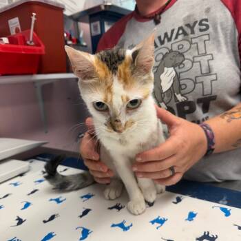 Rescue Domestic Short Hair Cats for Adoption in Port Richey, Florida - Mama-Mama | PetCurious