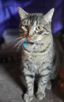 Rescue Domestic Short Hair Cats for Adoption in Oklahoma City, Oklahoma - Rex | PetCurious