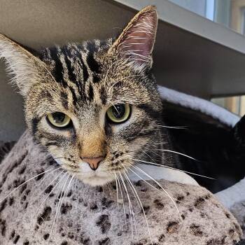 Domestic Short Hair Cats Available for Adoption in Cedar Rapids, Iowa - Romeo | PetCurious