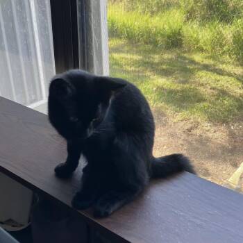 Rescue Domestic Short Hair Cats for Adoption in Jacksonville, Florida - Darla =^.^= | PetCurious