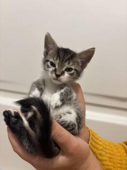 Rescue Domestic Short Hair Cats for Adoption in Brockport, New York - Odie | PetCurious