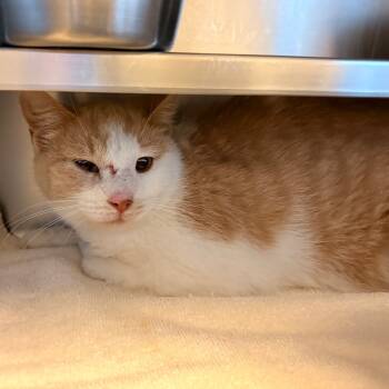 Rescue Domestic Short Hair Cats for Adoption in Bristol, Indiana - Rue | PetCurious