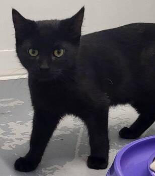 Jerry -  Domestic Short Hair Cat for Adoption in Shelby, Michigan - Jerry | PetCurious