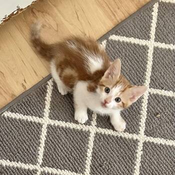 Domestic Short Hair Cats Available for Adoption in Huntsville, Alabama - Coriander | PetCurious
