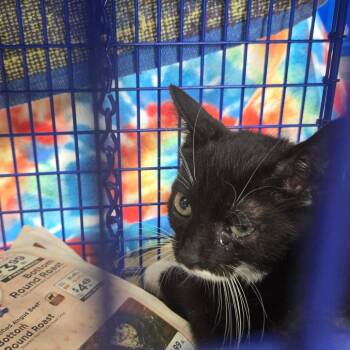 Erin -  Domestic Short Hair Cat for Adoption in Newark, New Jersey - Erin | PetCurious