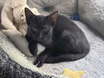 Crocodile -  Domestic Short Hair Cat for Adoption in Virginia Beach, Virginia - Crocodile | PetCurious