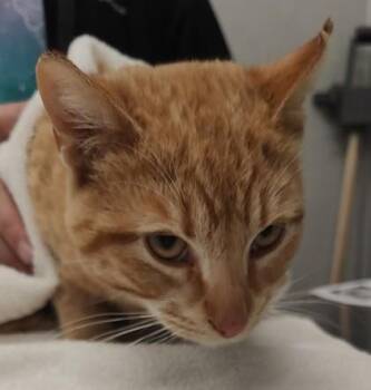 Domestic Short Hair Cats Available for Adoption in Lafayette, Indiana - Yam | PetCurious