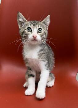 Hazel -  Domestic Short Hair Cat for Adoption - Hazel | PetCurious
