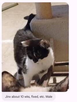 Domestic Short Hair Cats Available for Adoption - Jinx | PetCurious