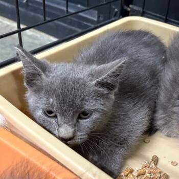 Rescue Domestic Short Hair Cats for Adoption in Morganton, North Carolina - Gift Box | PetCurious