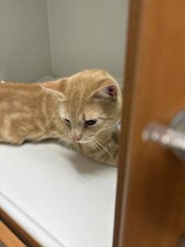Domestic Short Hair Cats Available for Adoption in Fairfax, Virginia - Simba | PetCurious