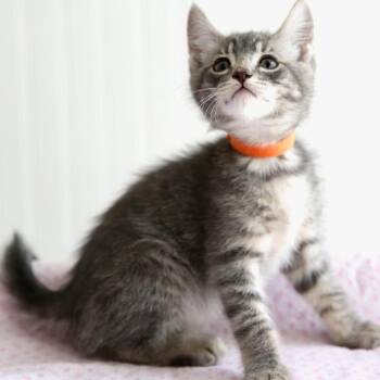 Trix -  Domestic Short Hair Cat for Adoption in Keizer, Oregon - Trix | PetCurious