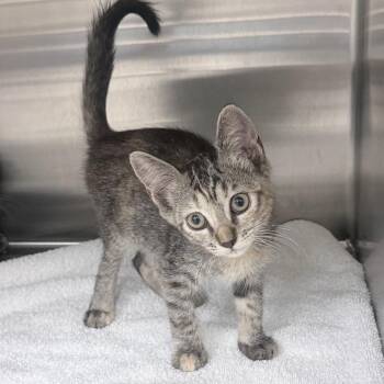 Tina -  Domestic Short Hair Cat for Adoption in Jupiter, Florida - Tina | PetCurious