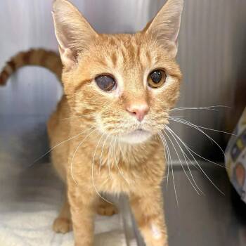 Domestic Short Hair Cats Available for Adoption in Michigan City, Indiana - Sam | PetCurious