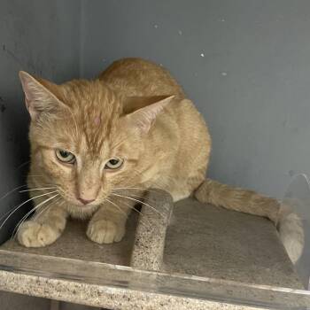 Barn Cat 41 -  Domestic Short Hair Cat for Adoption in Independence, Kansas - Barn Cat 41 | PetCurious