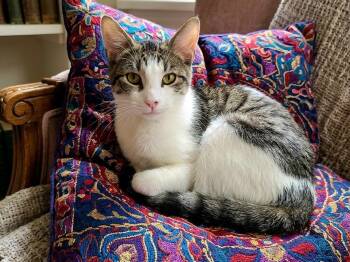 Kenny -  Domestic Short Hair Cat for Adoption in Great Neck, New York - Kenny | PetCurious