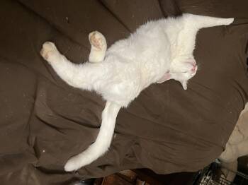 Rescue Domestic Short Hair Cats for Adoption in Mount Airy, Maryland - Alix | PetCurious