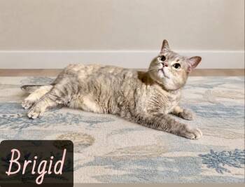 Brigid -  Domestic Medium Hair Cat for Adoption in Englewood, Florida - Brigid | PetCurious
