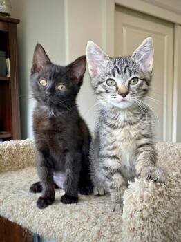 Domestic Short Hair Cats Available for Adoption - Bettie | PetCurious