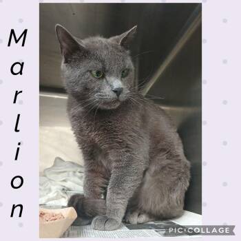Marlion -  Domestic Short Hair Cat for Adoption in Wheeling, Illinois - Marlion | PetCurious