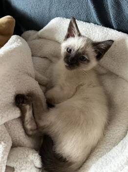 Goody -  Domestic Short Hair Cat for Adoption in Salt Lake City, Utah - Goody | PetCurious