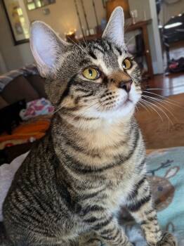 Rescue Domestic Short Hair Cats for Adoption in Grovetown, Georgia - Hansel | PetCurious