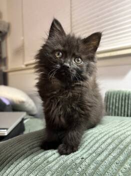 Rescue Domestic Medium Hair Cats for Adoption in Ferndale, Michigan - Ume | PetCurious