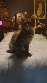 Rescue Domestic Short Hair Cats for Adoption in Bloomington, Illinois - Bobette | PetCurious