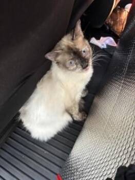 Siamese Cats Available for Adoption in El Paso, Texas - Misty | PetCurious