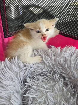 Bubbles -  Domestic Short Hair Cat for Adoption in Metamora, Illinois - Bubbles | PetCurious