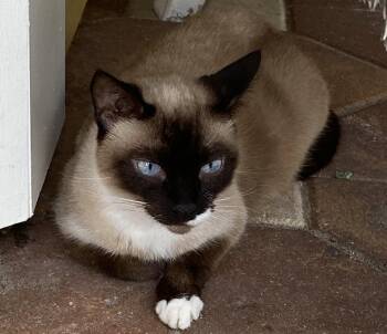Athena -  Siamese Cat for Adoption in Oviedo, Florida - Athena | PetCurious