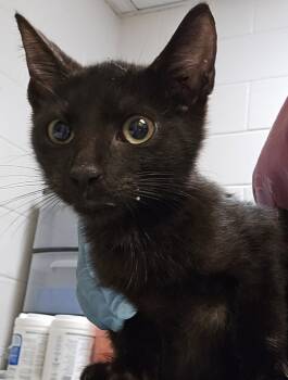 Rescue Domestic Short Hair Cats for Adoption in Raleigh, North Carolina - Virgil | PetCurious